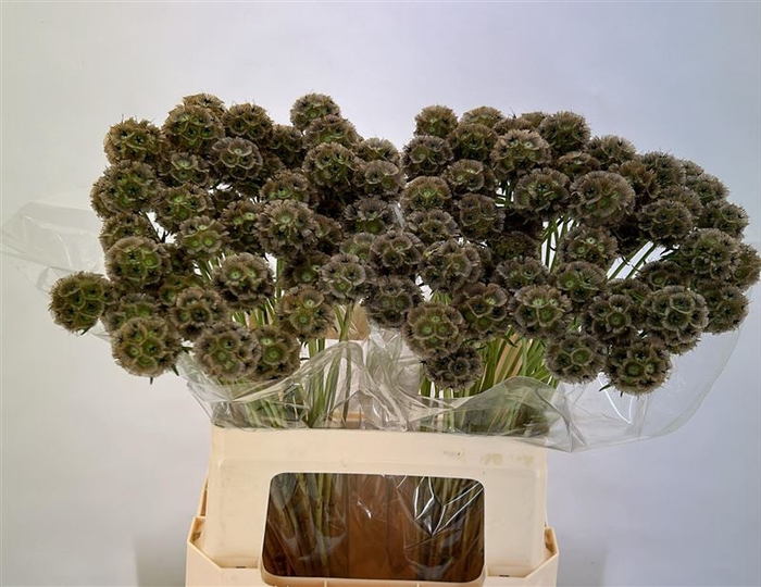 <h4>Scabiosa Stellata Zd</h4>