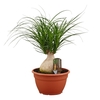 Beaucarnea Bol 25 cm