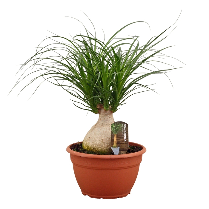<h4>Beaucarnea Bol 25 cm</h4>