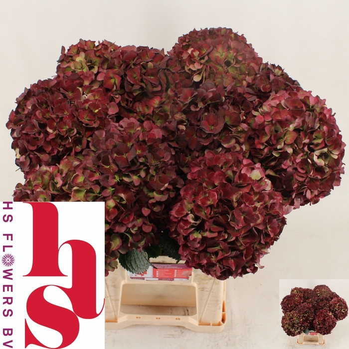 <h4>HYDR M MAG SW RUB CL</h4>