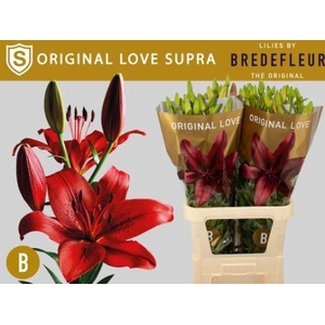 LI LA ORIGINAL LOVE SUPRA