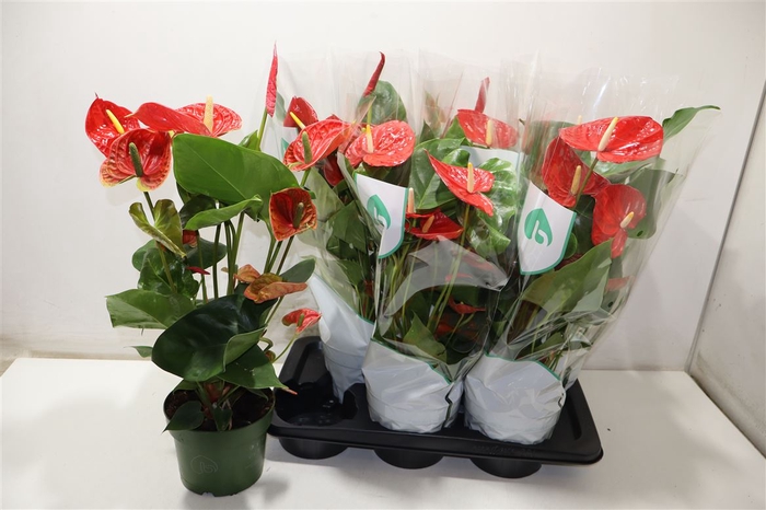 <h4>arr8 Anthu An Arebo</h4>