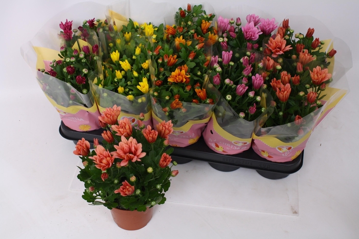 <h4>CHRYS GEM 5 KL</h4>