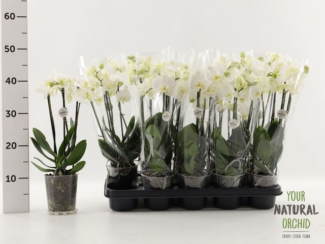 <h4>PHAL WHITE 3-5 TAK</h4>