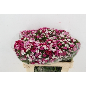 DI BARB ALDO DUCHESSE