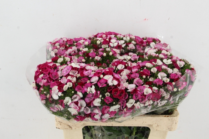 <h4>DI BARB ALDO DUCHESSE</h4>