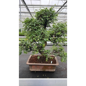 Zelkova parvifolia, pot 46 cm., height 90cm (single item)