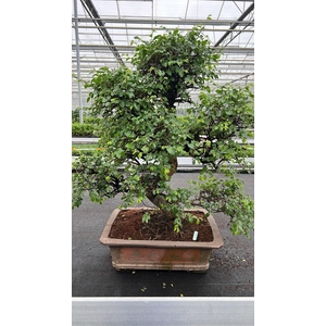 Zelkova parvifolia, pot 46 cm., height 90cm (single item)