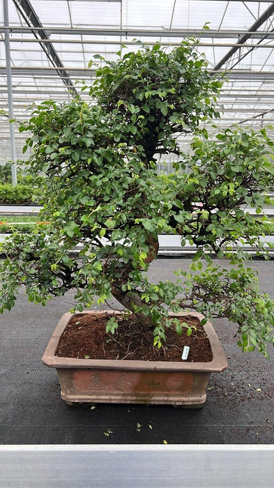 <h4>Zelkova parvifolia, pot 46 cm., height 90cm (single item)</h4>