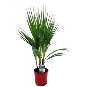 Washingtonia robusta