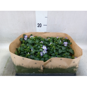 Campanula   ...