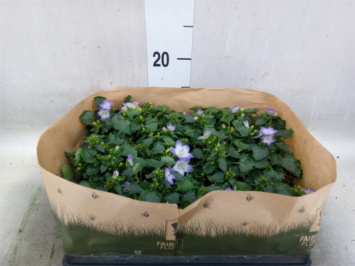 <h4>Campanula   ...</h4>