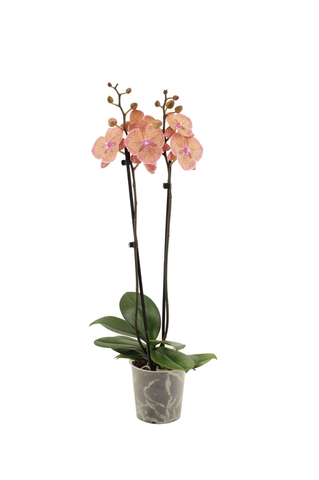 <h4>Phal Very Maple 2T16+</h4>