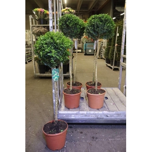 arr8 Buxu Sempervirens Op Hoge Stam