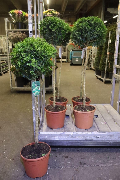 <h4>arr8 Buxu Sempervirens Op Hoge Stam</h4>