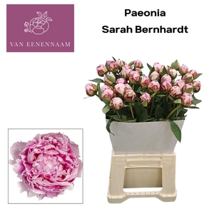Paeo L Sara Bernhard Extra!!