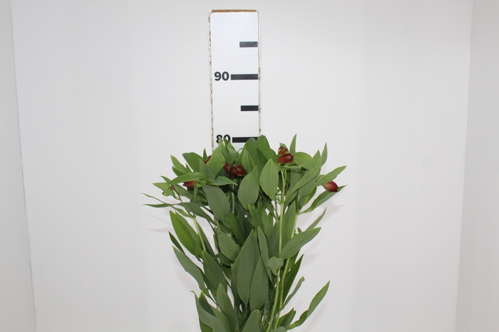 <h4>ALSTROEMERIA ANGELINA 080 CM</h4>