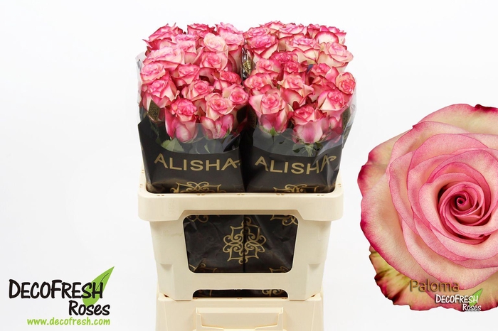 <h4>R Gr Paloma</h4>