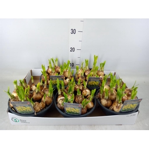 Narcissus 'Tete a tete'