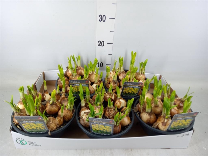 <h4>Narcissus  'Tete a tete'</h4>