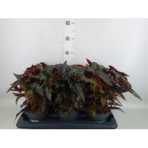 Begonia BD mac. 'Black Forest'