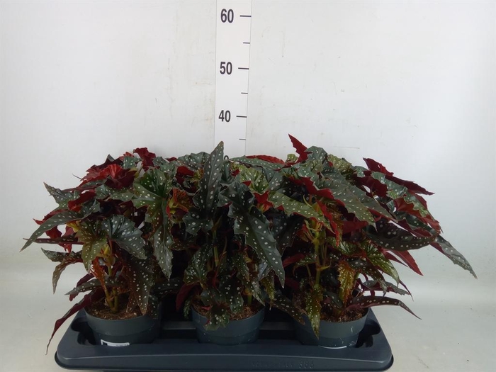 <h4>Begonia BD mac. 'Black Forest'</h4>