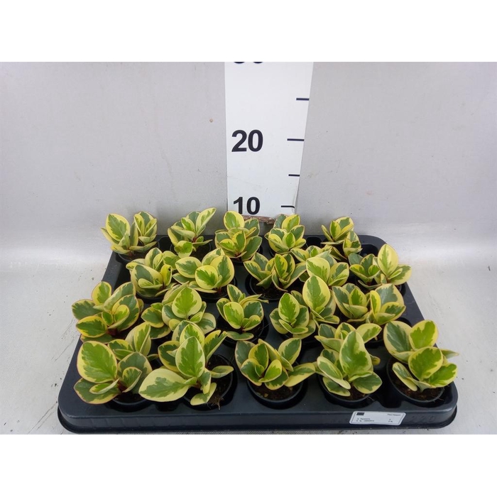 <h4>Peperomia obt. 'Obtipan Bicolor'</h4>