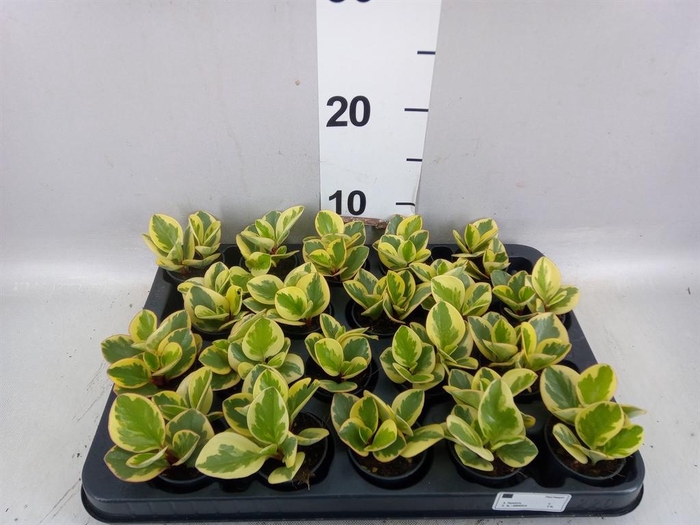 Peperomia obt. 'Obtipan Bicolor'