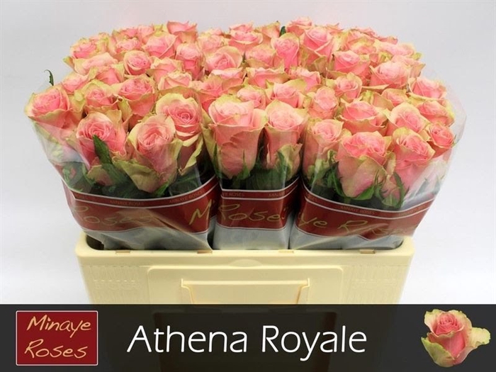 <h4>R Gr Athena Royale Minaye</h4>