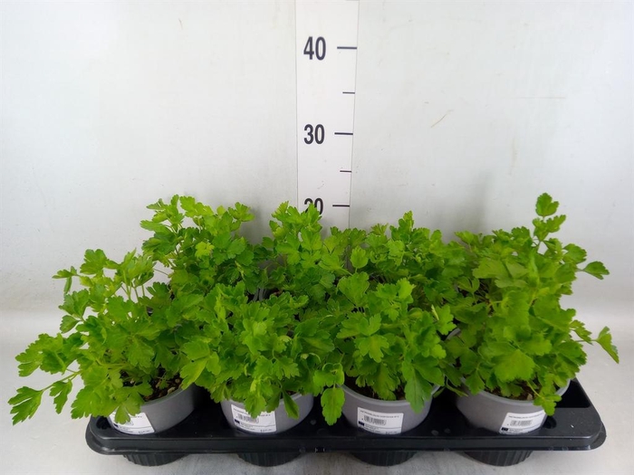 <h4>Tuinkruiden ...</h4>