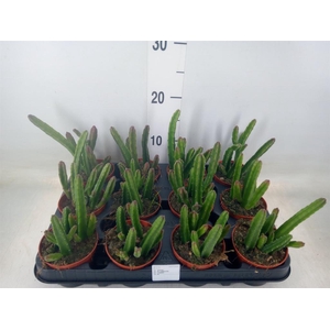 Stapelia leendertziae