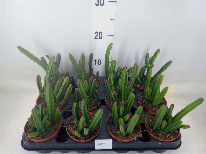 <h4>Stapelia leendertziae</h4>