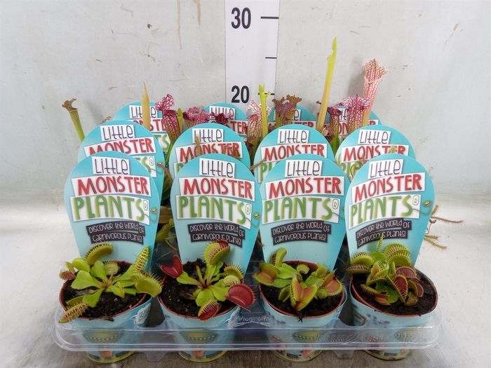 <h4>Vleesetende planten</h4>