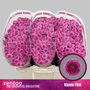 CHRYSANTHEMUM SA 'KISMO PINK'