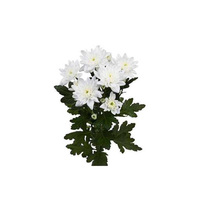 <h4>Chr T Pina Colada</h4>