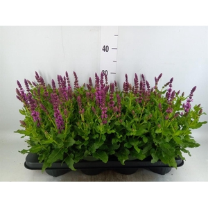 Salvia sylvestris 'Rose Marvel'
