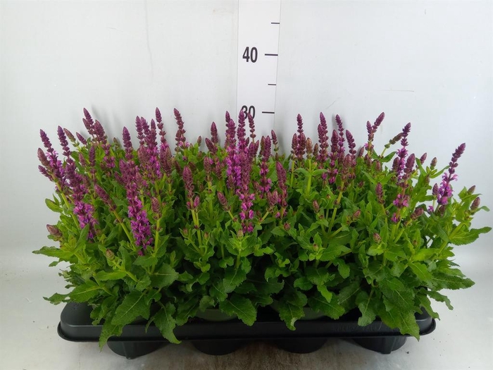 <h4>Salvia sylvestris 'Rose Marvel'</h4>
