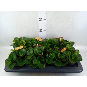 Peperomia obt. 'Obtipan'