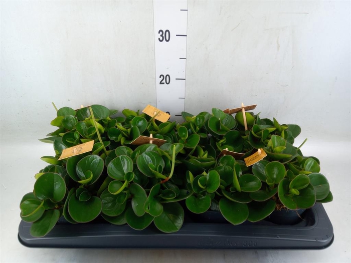 <h4>Peperomia obt. 'Obtipan'</h4>