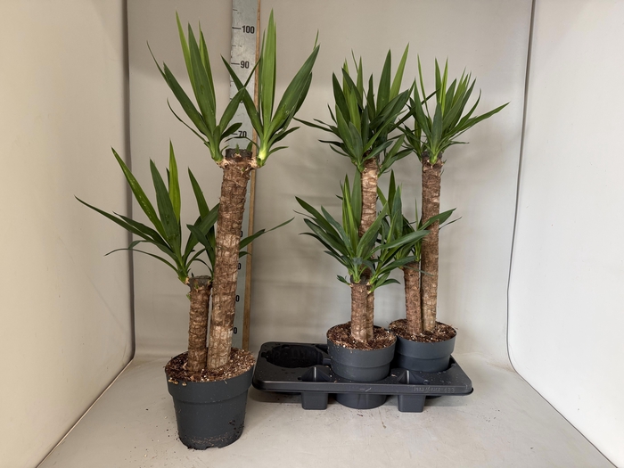 <h4>YUC ELEPHANTIPES</h4>