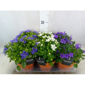 Campanula   ...