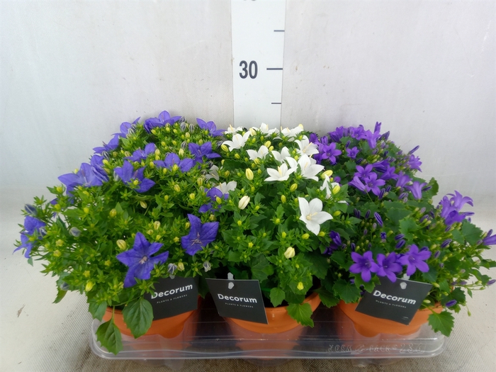 <h4>Campanula   ...</h4>