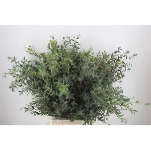 Euca Parvifolia 300gr P Bunch