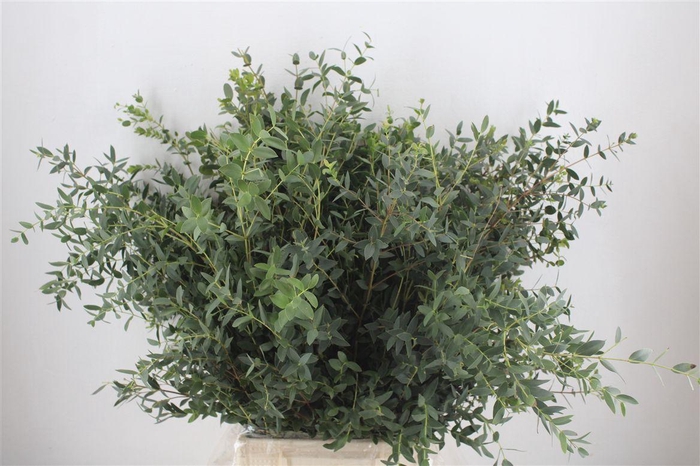 <h4>Euca Parvifolia 300gr P Bunch</h4>