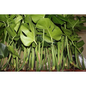 MONSTERA DELICIOSA P23