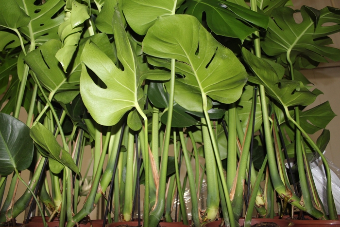 <h4>MONSTERA DELICIOSA P23</h4>