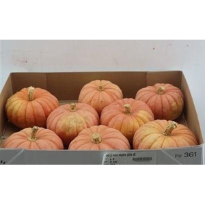 CUCURBITA PEPO