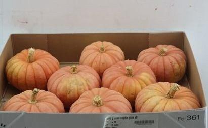 <h4>CUCURBITA PEPO</h4>