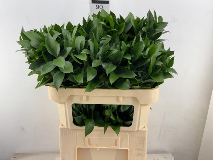 <h4>DECOGROEN OV</h4>