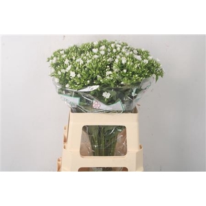 Phlox Whitecap